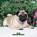 Pug 2007 Wall Calendar