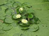 11x14 Digital Art Limited Edition Prints Waterlily Floral Realist Golden Lotus 3