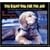 The Right Dog for the Job: Ira's Path from Service Dog to Guide Dog