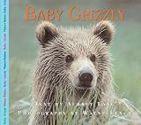 Baby Grizzly Bear