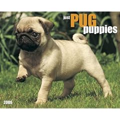 Pug Puppies 2009 Calendar (Just)