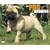 Pug Puppies 2009 Calendar (Just)