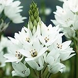 国華園　秋植え球根　オーニソガラム　シルソイデス　5球