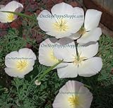 250 California Poppy Seeds White Linen Poppies. One Stop Poppy Shoppe Item.