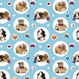 The Crazy Gang Guinea Pigs Gift Wrap