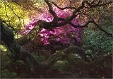 A Gardener's Labyrinth: Portraits of People, Plants and Places by Tessa Traeger,Patrick Kinmonth