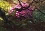 A Gardener's Labyrinth: Portraits of People, Plants and Places