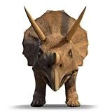 3D Triceratops Dinosaur Face on - 24H x 24W - Peel and Stick Wall Decal by Wallmonkeys