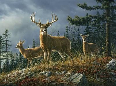 Deer Autumn Whitetail - Medium
