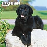 Newfoundlands 2007 Calendar