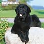 Newfoundlands 2007 Calendar (Multilingual Edition)
