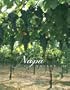 Napa Valley Picture Perfect