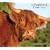 The Highland Cow Calendar 2010