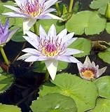 White Pigmy Water Lily 10 Seeds - Nymphaea colorata