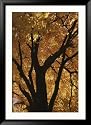 Autumn Color Blazes in a Maple Tree National Geographic Collection Framed Photographic Poster Print by Roy Gumpel, 33x45