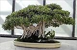 Indian Banyan