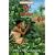 Trial by Poison: Mary Slessor (Trailblazer Books #12)