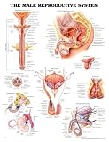 The The Male Reproductive System 3D Raised Relief Chart
