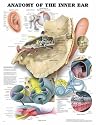 Anatomical Chart Company Anatomy Of The Inner Ear Anatomical Chart -1587790858