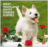 West Highland White Terrier Puppies 2013: Westy Welpen