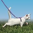 Premier Pet Come with me Kitty Harness Medium Lilac
