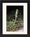 Framed Prints of JLM-7262 Norwegian Mugwort / Scottish Wormwood from Ardea Wildlife Pets