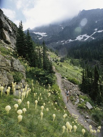 Woman Hiking on Sperry Chalet Trail