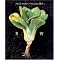 On Being & Becoming Vegetarian