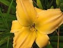 Daylily 'Clarence Simon' (Hemerocallis)