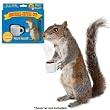 Squirrel Coffee Cup