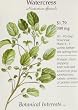Watercress Seeds Nasturtium officialis 300 mg