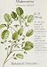 Watercress Seeds Nasturtium officialis 300 mg