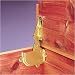 Cedar Chest Hinge and Lid Support, Brass