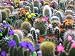 50 FINEST MIXED CACTUS Flower Seeds