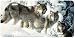 Long Distance Hunters - Wolves - Wildlife Decor Art Print - License Plate Tag By Carl...