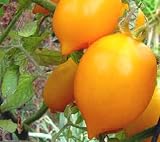 gelbe, aromatische Tomate in Zitronenform - Zitronen-Tomate - 10 Samen