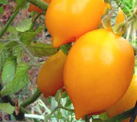 gelbe, aromatische Tomate in Zitronenform - Zitronen-Tomate - 10 Samen