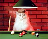 Animal Funny Cat Playing Pool Hat Lol Art Poster Print - 20