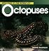 Welcome to the World of Octopus