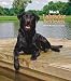 Labrador Retrievers, Black 2009 Hardcover Weekly Engagement Calendar