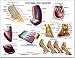 Equine Foot and Hoof Anatomy Chart Horse