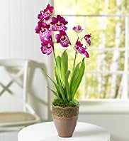 Seasonal Miltonia Orchid