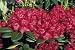 Busuki Rhododendron - Very Hardy - Deep Red Flowers - Potted Busuki Rhododendron - Very Hardy - Deep Red Flowers - Potted