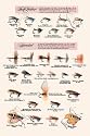 Art Poster, Fly-Fishing Lures: Low Water and Special - 18.75 x 27.5