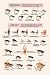 Art Poster, Fly-Fishing Lures: Low Water and Special - 18.75 x 27.5