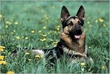 Dog - German Shepherd By Anonymous Highest Quality Art Print Poster - Size: 36 X 24