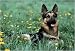 Dog - German Shepherd By Anonymous Highest Quality Art Print Poster - Size: 36 X 24