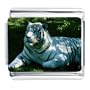 White Tiger Resting Italian Charm