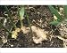 Photographic Prints of JLM-12591 Root Ginger from Ardea Wildlife Pets