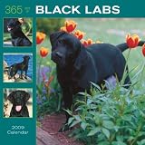 365 Days of Black Labrador Retrievers 2009 Wall Calendar
